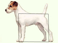 standard parson russell terrier 1