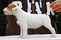 cucciola parson russell terrier 03 thumb