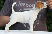 double rose parson russell terrier cucciolo thumb