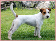 parson russell terrier female 2