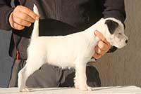 Nock Rivers Thea Parson Russell Terrier thumb