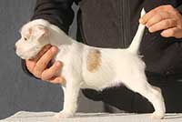 Nock Rivers Tiffany Gold Parson Russell Terrier thumb