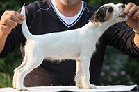Parson russell terrier Nockriver Xenia 10thumb