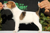 yagger parson russell terrier puppy 01 thumb