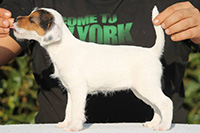 yara parson russell terrier puppy 01 thumb