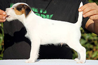 yoo yoo parson russell terrier puppy 03 thumb