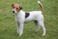parson-russell-terrier-female-cindy