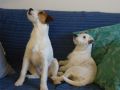 parson-russell-terrier-suzans-pride-gullit 3