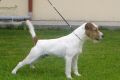 parson-russell-terrier-male